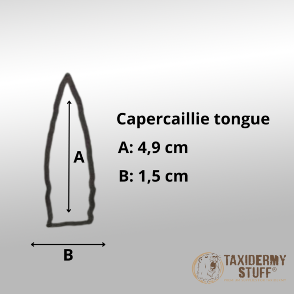 Capercaillie tongue - Image 2