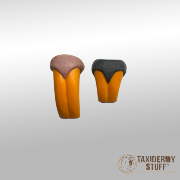 Beaver teeth
