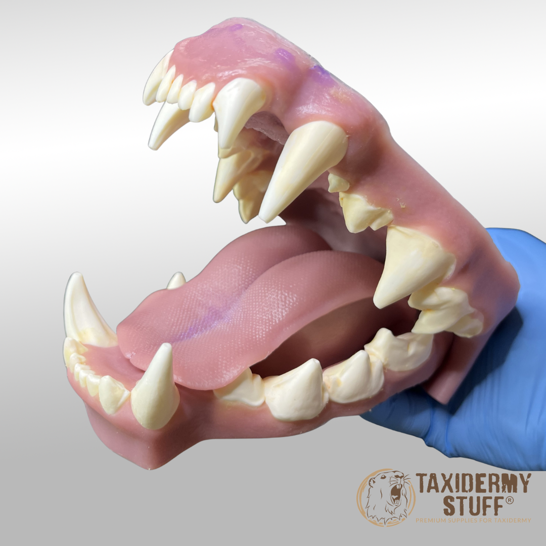 Spotted Hyena jawset with tongue - Image 2