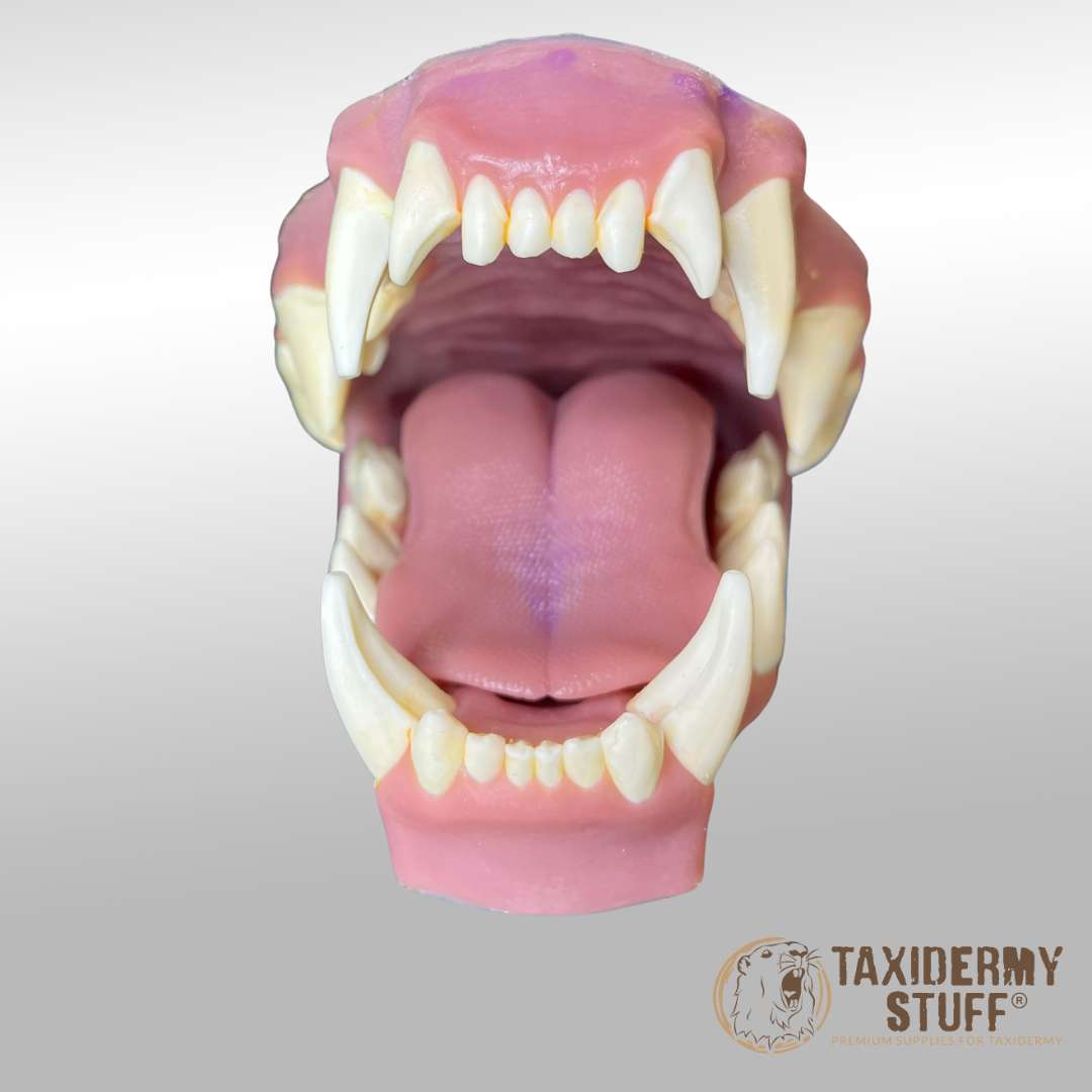 Spotted Hyena jawset with tongue - Image 3