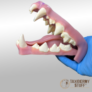 Spotted Hyena jawset with tongue