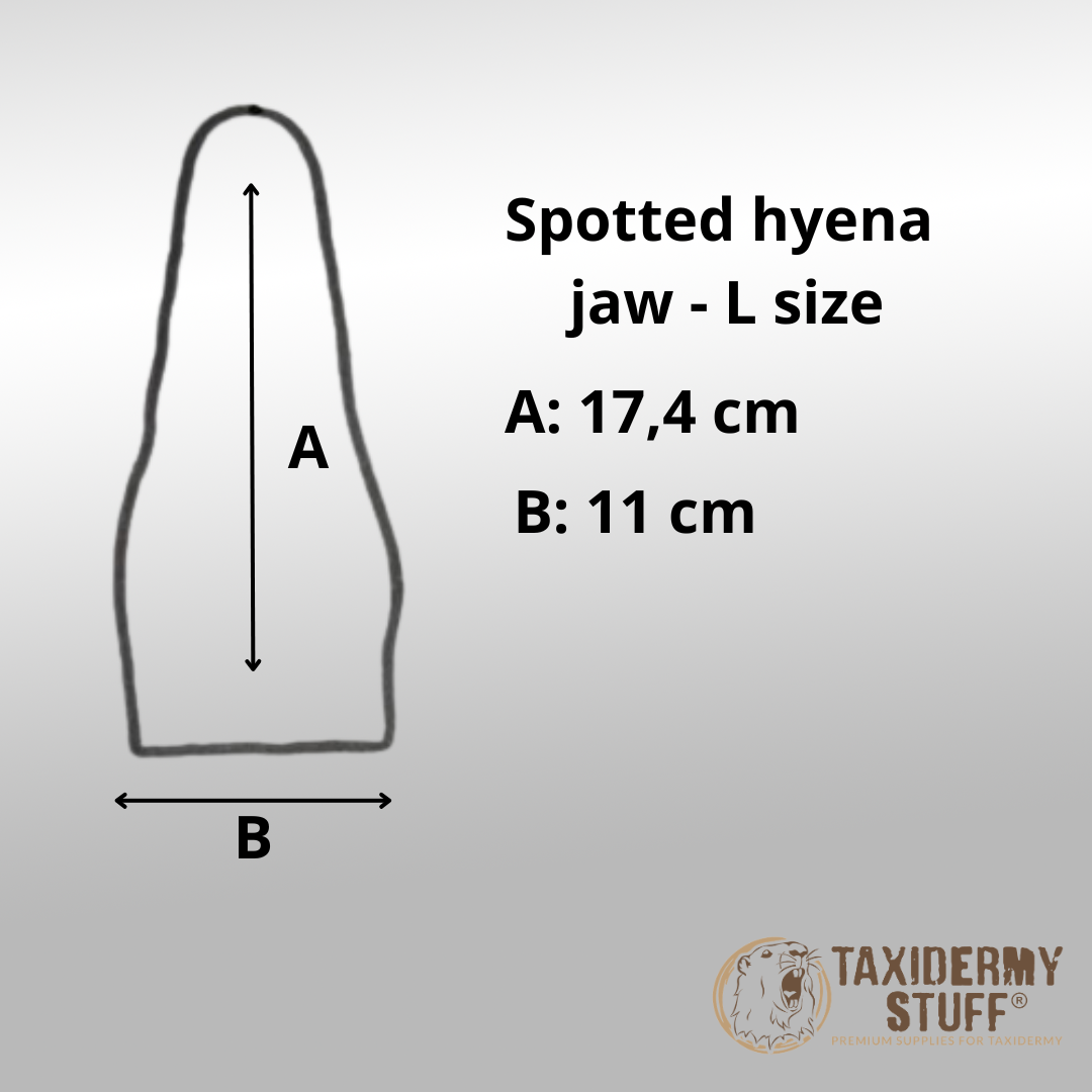 Spotted Hyena jawset with tongue - Image 6