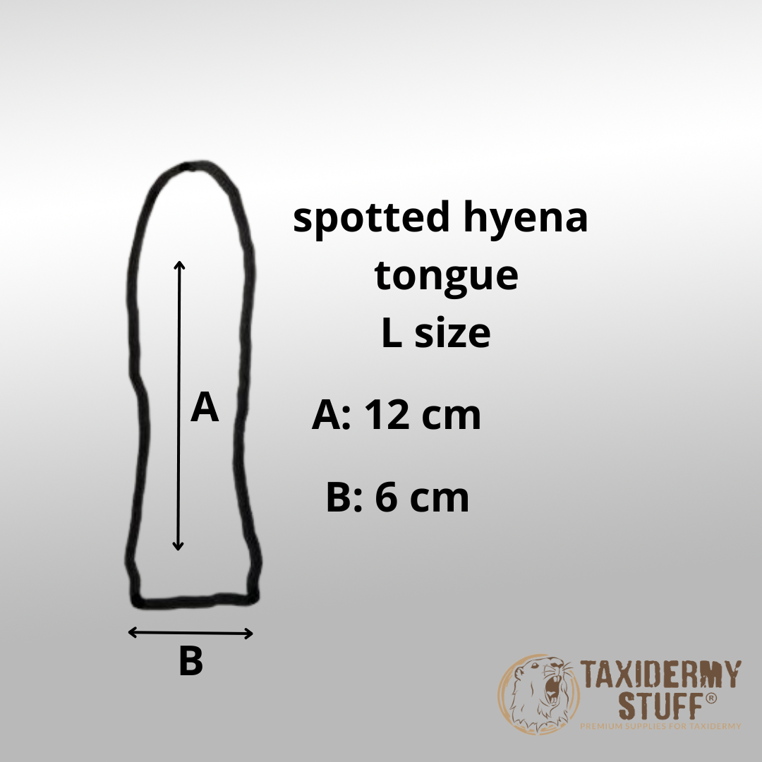 Spotted Hyena jawset with tongue - Image 7