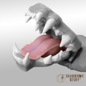 Spotted Hyena tongue