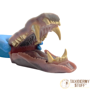 taxidermy brown bear jawset with lower lip_1